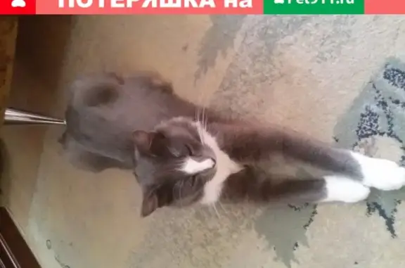 Пропала кошка в Новомосковске, ул. Октябрьская