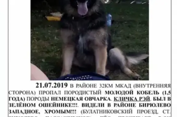 Объявления о пропавших и найденных животных, Москва, фото: Пропала немецкая овчарка Рэй, 1,5 года, в районе 32км МКАД, вознаграждение 15 000 руб.