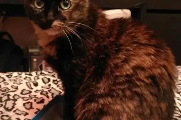 Кошки потеряшки, Москва, фото: Потеряшка кошка Мавка на проспекте Андропова