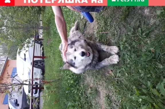 Найдена собака, Нижний Новгород, фото: Найден маламут в районе 13 больницы, тел. 89087358620