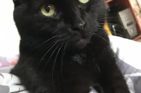 Кошки потеряшки, Москва, фото: Потеряшка кошка в Перово-Новогиреево, нуждается в лечении.