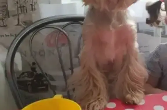 Собаки потеряшки, Москва, фото: Потеряшка собака Нюша, вознаграждение! Г Белгород, ул. Шершнева 28 кв 56.