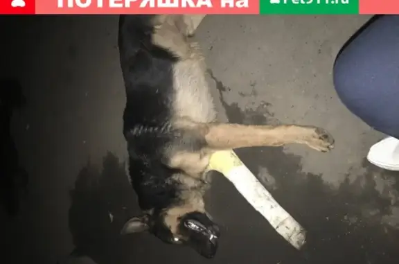 Собака найдена во Владикавказе, Россия