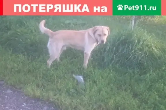 Собака ищет хозяина в Домодедово