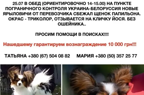 Пропала собака в Новых Яриловичах, Черниговская область