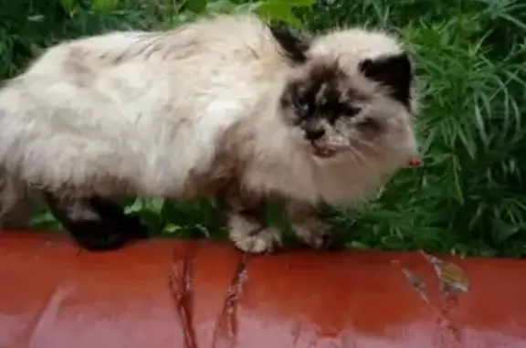 Найдена кошка по ул. Краснореченскому 24, с котенком на трубах