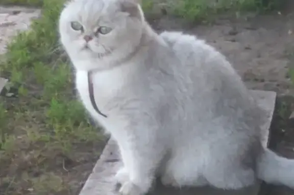 Пропал кот в Тольятти, Дачи ПТО