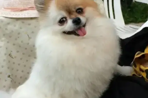 Собаки потеряшки, Кострома, фото: Потеряшка собака в Костроме, вознаграждение гарантировано