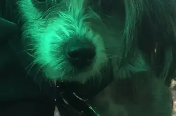 Найденные животные Москва, фото: Найдена умная девочка-собака в районе ВДНХ