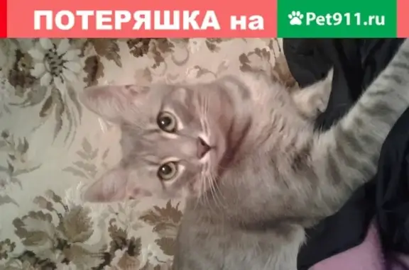 Пропал стерилизованный котик на ул. Горького 18