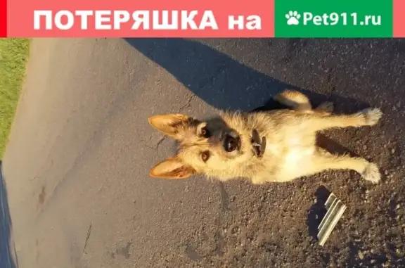 Пропала собака в Сызрани, Самарская обл.