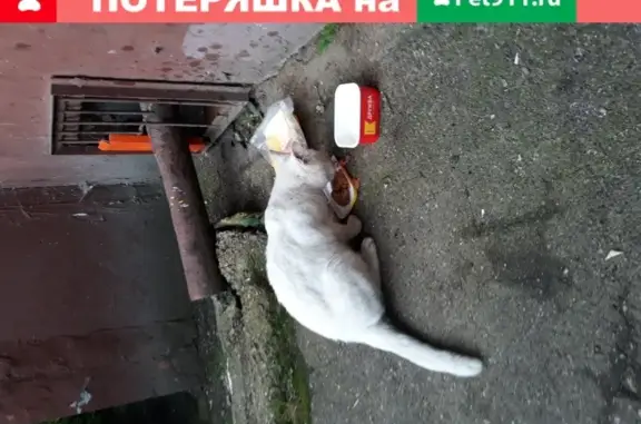 Найдена кошка в Смоленске, нужна помощь!