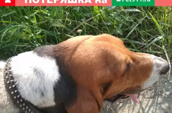 Найдена собака на 6-й Северной улице в Омске