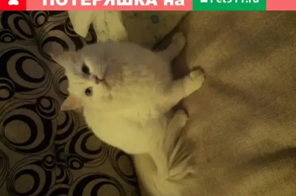 Пропала белая ангорская кошка в Вологде