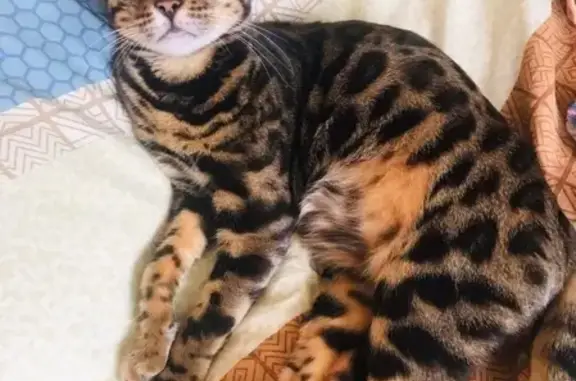 Пропала бенгальская кошка, вознаграждение! - photo