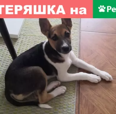 Собака-щенок девочка найдена в Калининграде