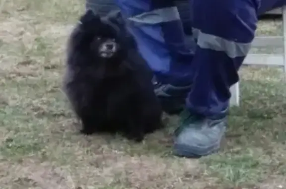 Собаки потеряшки, деревня Кононово, фото: Потеряшка шпиц в деревне Кононово, Калужская область