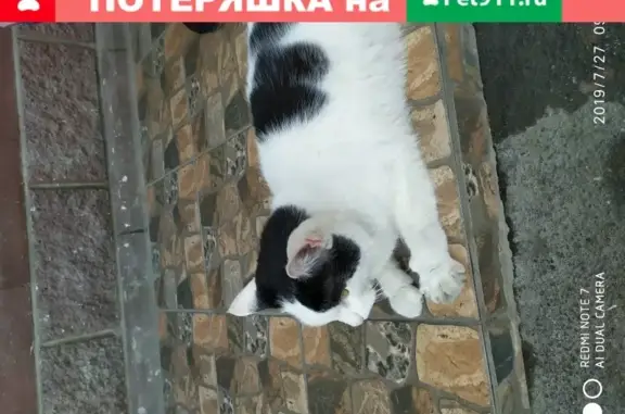 Найдена ласковая кошка на ул. Оптиков, 45к1