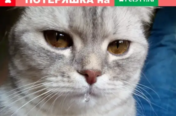 Кошки потеряшки, Набережные Челны, фото: Потеряшка кошка Ириска, дом 26/15, Набережные Челны