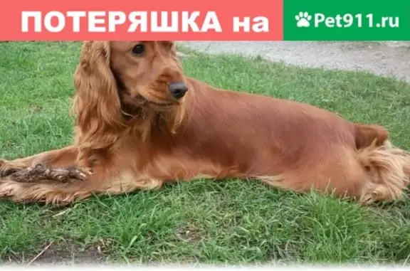 Пропала собака в Славянске-на-Кубани: Кокер-спаниель Кузя, номер телефона 89898143060.