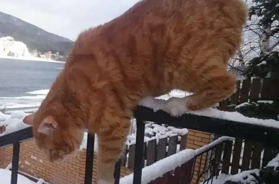 Пропала кошка Марсель в Овсянке, Красноярский край