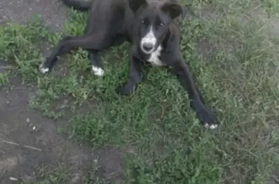 Найден щенок на Славянской улице в Тамбове