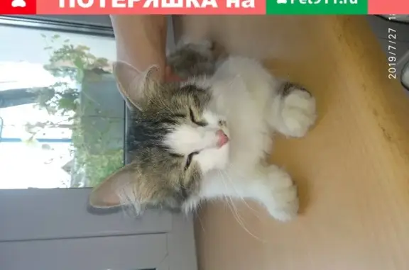 Найдена кошка на Гайве, Левшино, Пермский край