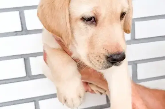 Потерянные животные Томск, фото: Пропал щенок лабрадора в Томске