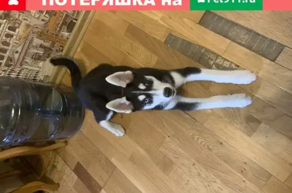 Пропала собака Кабель,Джек с разными глазами в Белгороде