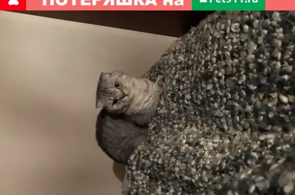 Потерянные животные Москва, фото: Пропал кот Ричи на улице Бестужевых