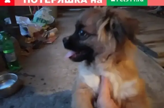 Найдена собака в мкр. Солнечный, Динская (27.07.19)
