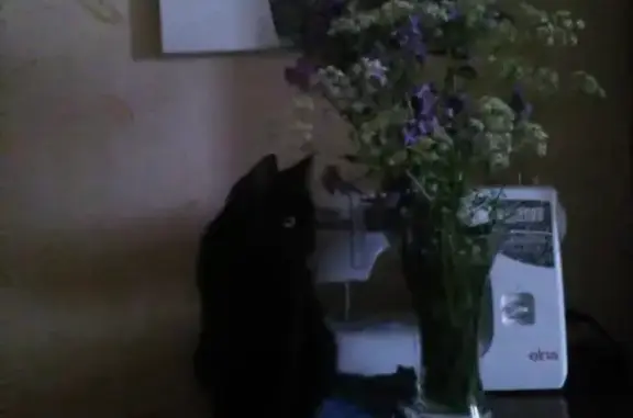 Потерянные животные Ижевск, фото: Пропала кошка на Удмуртской ул., 157 в Ижевске