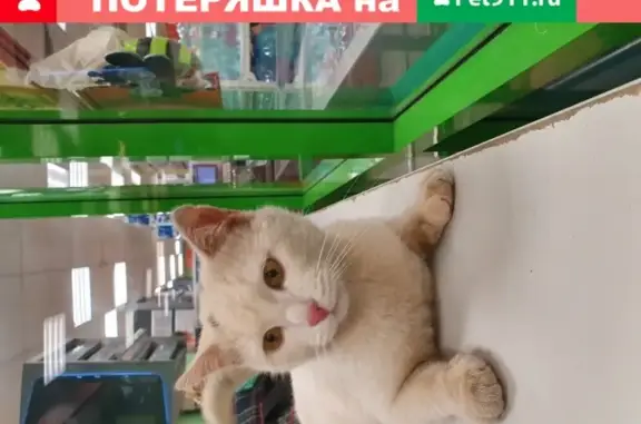 Белый кот найден у метро Рязанский проспект