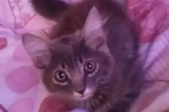 Потеряшка кошка найдена в Ростове