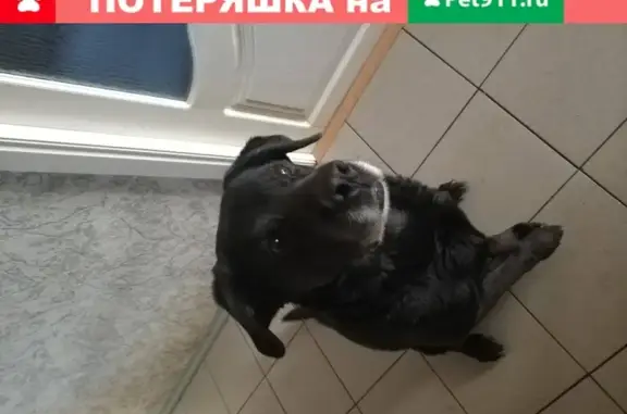 Пропала собака в Ольшанках, адрес: Ol'shanskaya Ul.