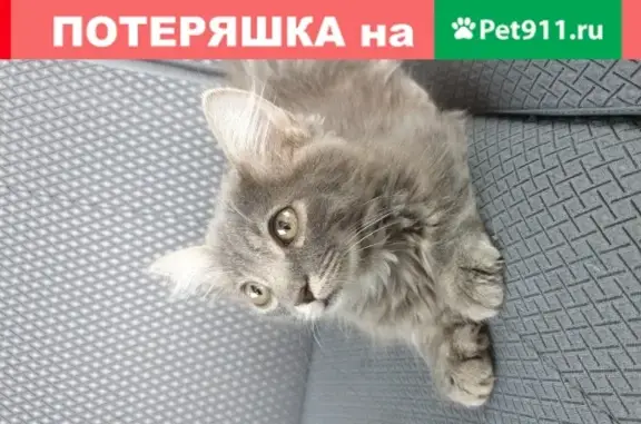 Найдена ухоженная кошка на ул. Закруткина, Ростов-на-Дону