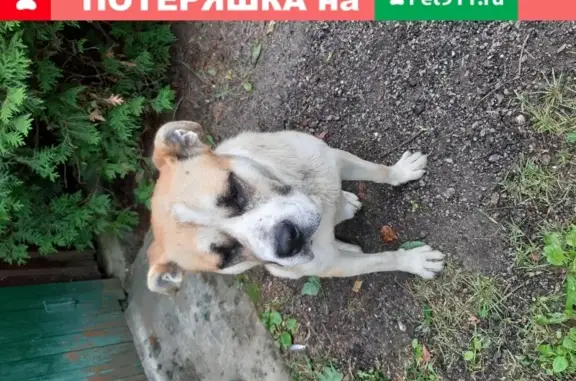 Собака Кабель ищет хозяина в Звенигороде