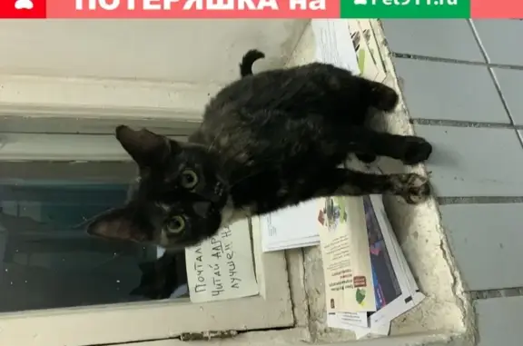 Найдена кошка на М.Красносельской, Москва
