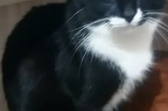 Кошки потеряшки, Москва, фото: Потеряшка кошка в районе Михневского проезда, Москва