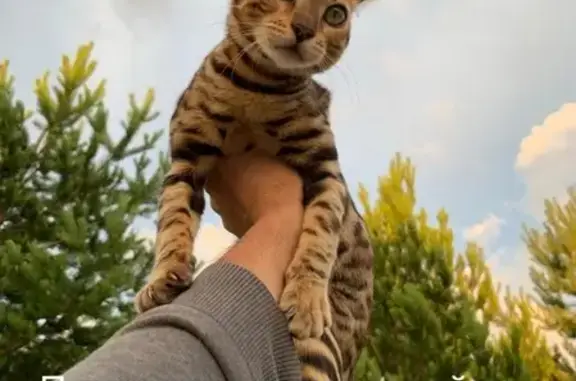 Кошки потеряшки, Набережные Челны, фото: Потеряшка кошка Селена в СНОГ Бриз-2, Татарстан