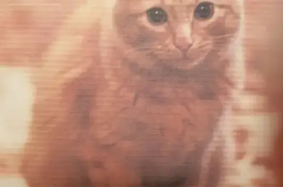 Потерянные животные Москва, фото: Пропала кошка Луна на улице Фестивальной