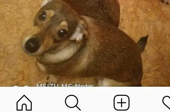 Потерянные животные Москва, фото: Пропала собака на Рублёвском шоссе, Москва