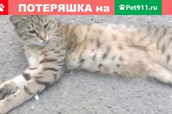 Найден домашний котик в Челябинске, ищет новый дом.