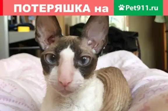 Потерянные животные Москва, фото: Пропала кошка в подъезде в Москве