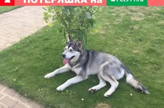 Найдена собака, Москва, фото: Найдена собака Сука в Одинцовском городском округе, адрес: садовое товарищество Пион, 47.