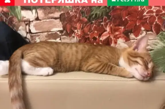 Потерянные животные Москва, фото: Пропала кошка на Ленинградском проспекте, Москва