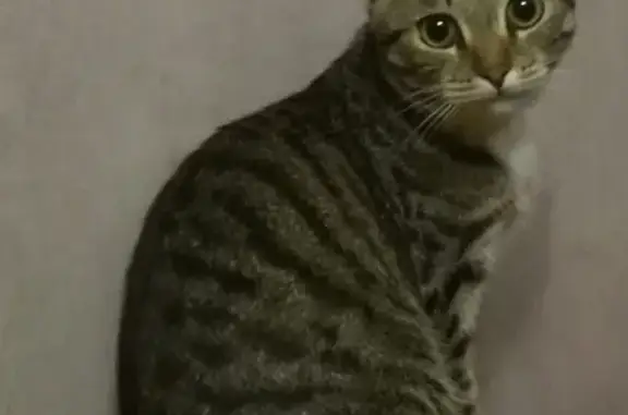 Потерянные животные Москва, фото: Пропала кошка Боня, Химкинский бульвар 19к1.