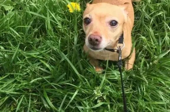 Потерянные животные Москва, фото: Пропала собака Локи на ул. Полярная, Москва