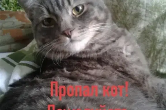 Пропал кот в Зеленоборском, помогите найти!