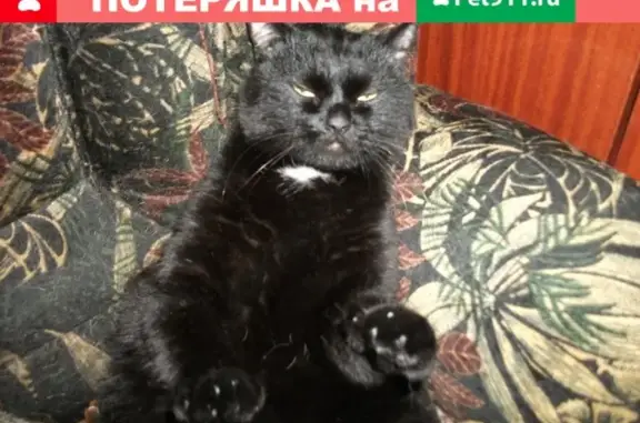 Пропала кошка на Орбитовских дачах, адрес: ул-Геологическая -27